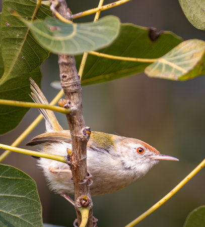 tailor bird checking the surroundings before entering its house