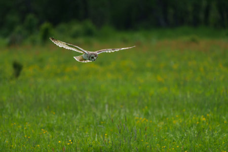 Jorduggla, Short-eared Owl