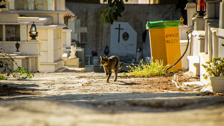 Tabby cat walking in a white cemetery. Animal portrait, cemetery, isolated, abandoned, Greece.の写真素材