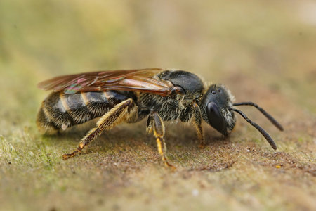 Closeup of a very small Lobe-spurred furrow bee, Lasioglossum pauxillum on a piece of wood in the...