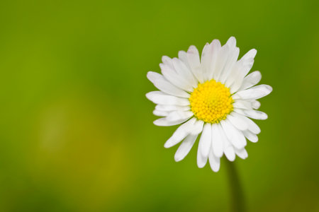 SedmikrÃ¡ska chudobka (Bellis perennis) na louceの写真素材