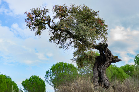 holm oak or Quercus ilex in the foreground with cloudy sky in the background and copy spaceの写真素材