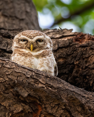 Spotted Owl in its nest on a treeの写真素材