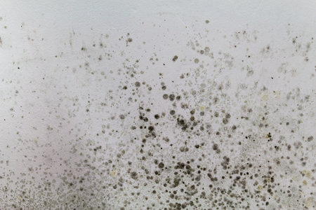 Black mold on a white wall.の写真素材
