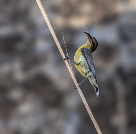 A sun bird collecting nest material from bambooの写真素材