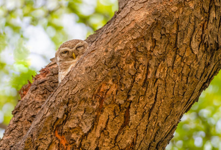 Spotted Owl -a hidden in tree trunkの写真素材