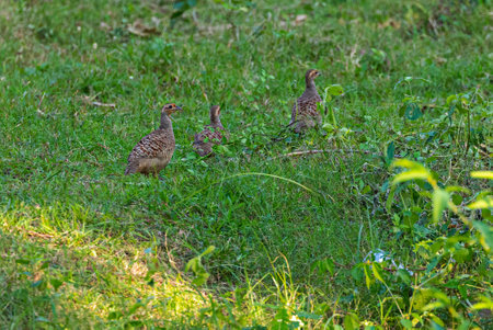 Grey Francolin in a field with two others