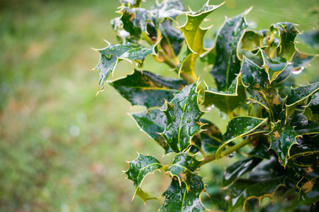 Holly leaves with raindrops. Defocused backgroundの写真素材