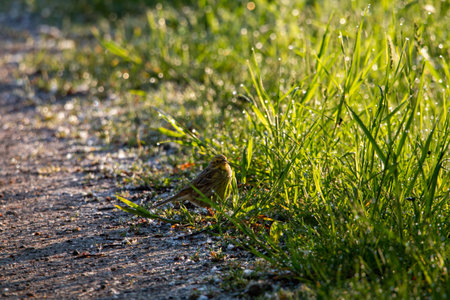 Girlitz on the wayside between blades of grass