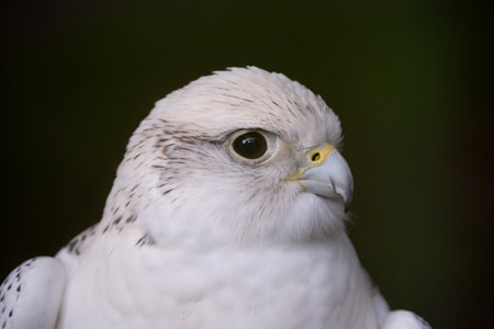 Beautiful White hawk closeup to faceの写真素材