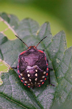 Vertical closeup on a colorful nymph of the Southern green shieldbug, Nezara virudula sitting on a...