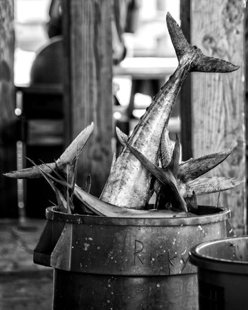 A large bin of Mackerel, waiting to be cleaned and packaged by the local fishmongers, for the fishermen on a deep sea charter.  These are fresh off the boat, after a day in the Gulf Stream off the coast of North Carolina.の写真素材