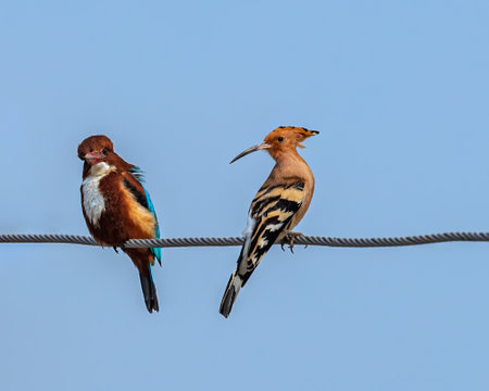 Hoopoe and White throated kingfisher on a wire in opposite direction