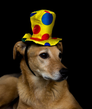 portrait of mongrel dog with yellow hat with colorful polka dots on black backgroundの写真素材