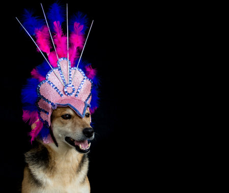 Portrait of a dog dressed for carnival, with feathers, sequins and glitters on a black backgroundの写真素材