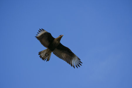 Southern Caracara (Caracara plancus), or Crested Caracara in flightの写真素材
