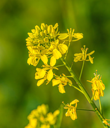 Mustard Flower in a field against green backgroundの写真素材