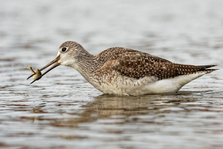 A yellowlegs feeding on stickleback in a lake.