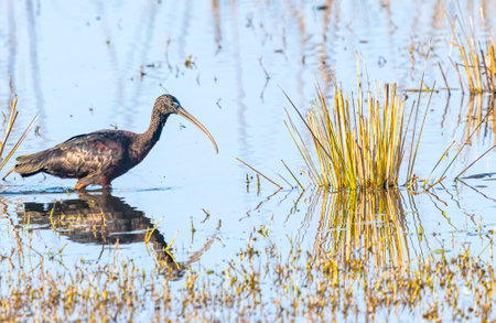 Silky Ibis in a Lakeの写真素材