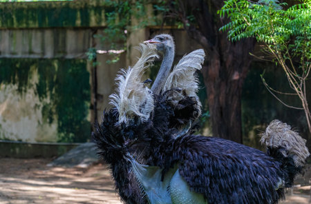 Ostrich dancing in the field and walking in style
