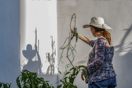 young girl with hat working in her home organic garden on a sunny day cutting the dry branches with...