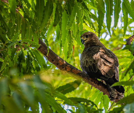 Black Kite resting in shade in afternoonの写真素材