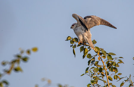 Black Shouldered Kite ready to fly in a forestの写真素材