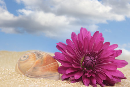 Sea Shell and Flower on Sand With Blue Sky Backgroundの写真素材