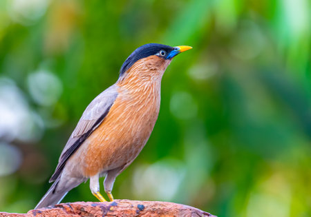 Brahminy Starling in green Back Ground sitting on a brick