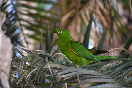 wild white-eyed parakeet or white-eyed conure (Psittacara leucophthalmus) in a palm tree in Buenos...