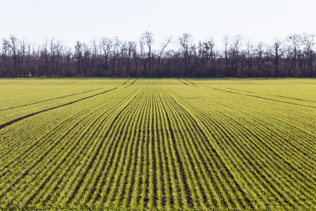 Agricultural farming field with small green plants in lines during winter in Austria