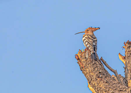 Hoopoe sitting on a tree and restingの写真素材