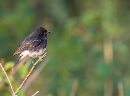 A Bush chat on a green background in a forest