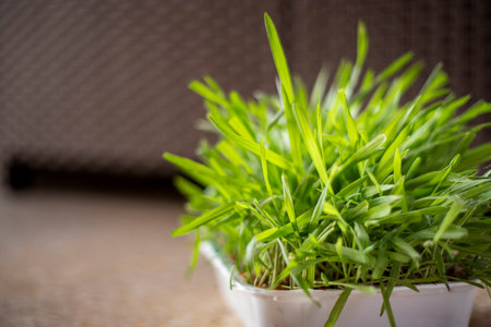 catnip growing in a white plastic trayの写真素材