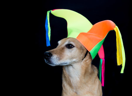portrait of a mongrel dog with harlequin hat on black backgroundの写真素材