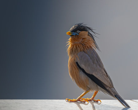 Brahminy Starling portrait while sitting on a wall with dancing hairsの写真素材