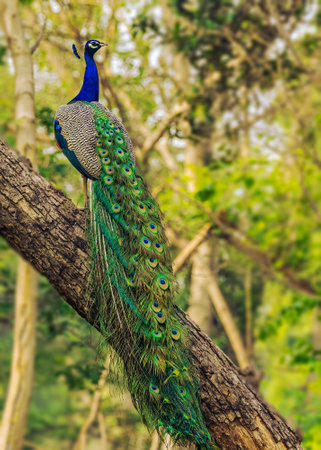 Peacock sitting on a tree with its long feather tailの写真素材