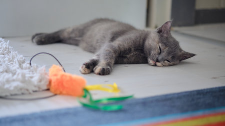 A very tired gray kitten is napping on the floor next to its toyの写真素材