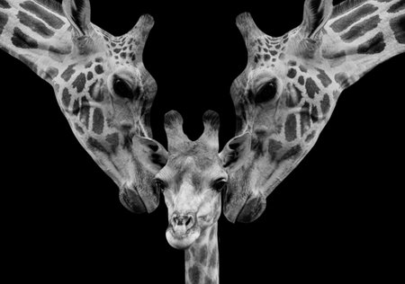Cute And Beautiful Giraffe Family In The Black Backgroundの写真素材