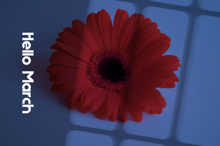 Hello March background with Gerbera flowerの写真素材