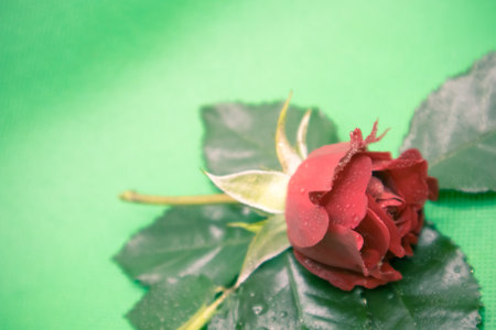 A green leaf and a red rose in a green background. Photo taken indoor with the light from the top.の写真素材