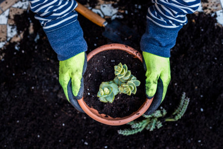 The Hands of man during the transplantation of the plant in a new pot. home gardeningの写真素材