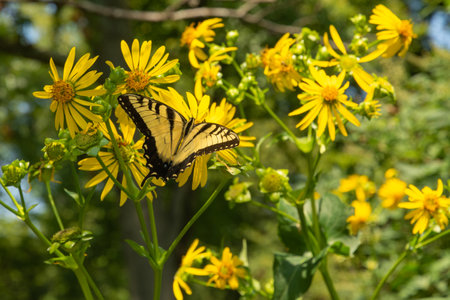 A female yellow Eastern Tiger Swallowtail searches for nectar on a stand on yellow flower.