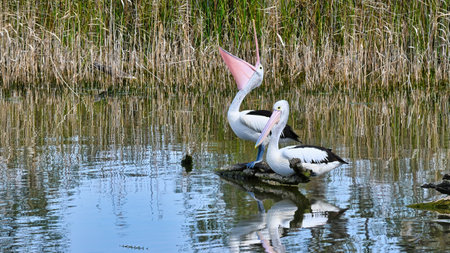 Pelican with mouth wide open as it sits on a log in Lake Mulwalaの写真素材
