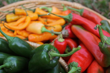Poblano Peppers with Red Peppers and Yellow Peppersの写真素材