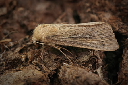 Closeup on the lightbrown obscure wainscot owlet moth, Leucania obsoleta , sitting on a piece of wood in the gardenの写真素材