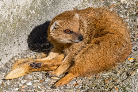 yellow mongoose, Cynictis penicillata, cute animal lying, portraitの写真素材