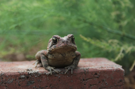 Texas Toad Anaxyrus speciosus in Outdoor Organic Gardenの写真素材