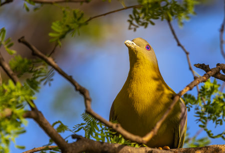 Yellow Footed Green Pigeon on a tree with beautiful eyesの写真素材