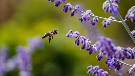 Honey bee flies to a flowerの写真素材